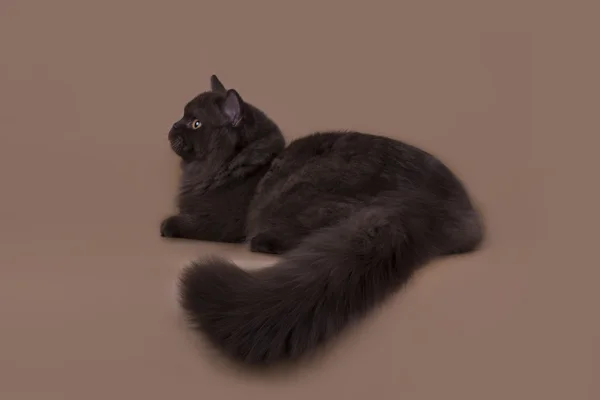 Britânico longhair gato chocolate cor em um fundo marrom isola — Fotografia de Stock