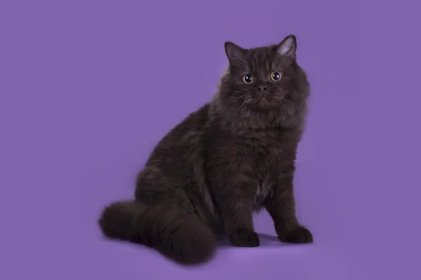 Britská dlouhosrstá kočka čokoládové barvy izolovaných na fialové poz — Stock fotografie