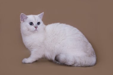 İngiliz kedi renk Gümüş chinchilla üzerinde kahverengi bir backgrou izole