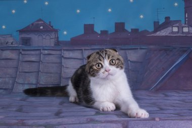İskoç fold Kedi çatıya kaybetti