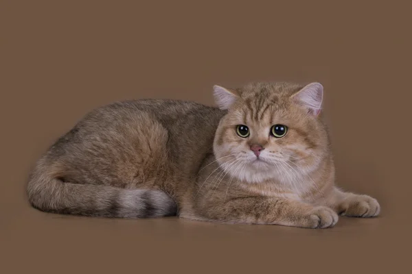 Britská kočka Činčila zlatá barva na izolace membrána tvoří hnědé pozadí — Stock fotografie