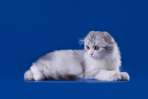 Pliegue escocés gato aislado sobre un fondo azul —  Fotos de Stock