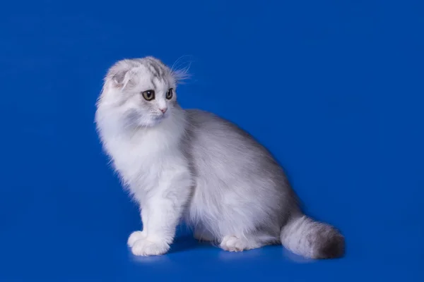 Scottish fold cat isolated on a blue background — Stock Photo, Image