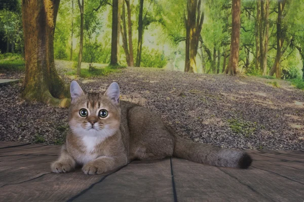 British cat chinchilla golden color is relaxing in the forest