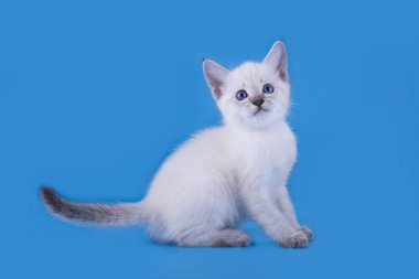Mavi bir arka plan üzerinde izole Tay yavru kedi