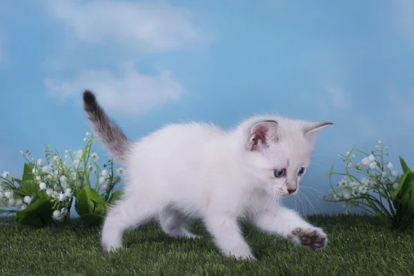 Thaise kitten spelen in de weide op een heldere dag — Stockfoto