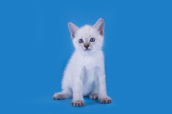 Gatito tailandés aislado sobre un fondo azul —  Fotos de Stock