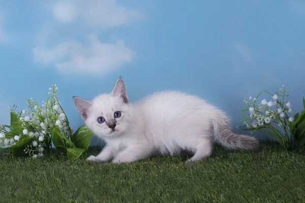 Thaise kitten spelen in de weide op een heldere dag — Stockfoto