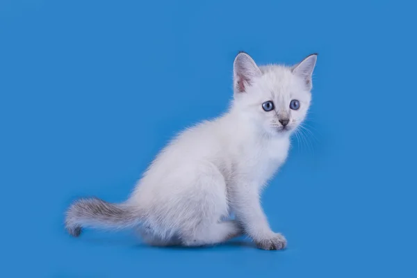 Thai kitten isolated on a blue background — Stock Photo, Image