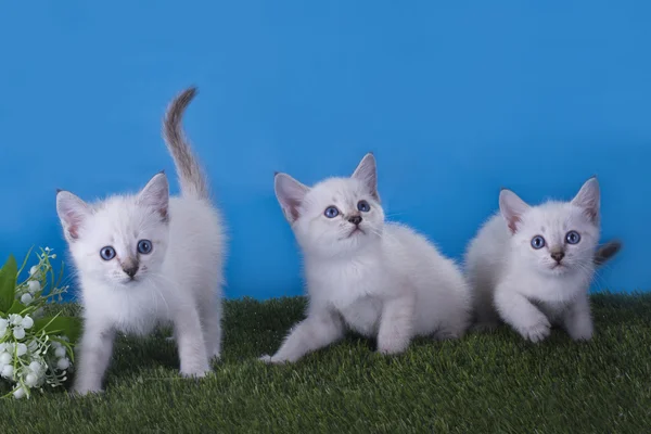 Gatitos tailandeses juguetean en el prado —  Fotos de Stock