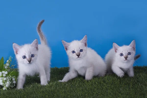 Thaise kittens dartelen in de weide — Stockfoto