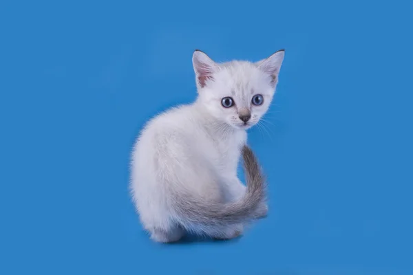 Thaise kitten geïsoleerd op een blauwe achtergrond — Stockfoto