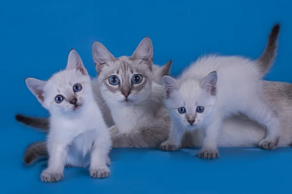 Gato tailandés y gatitos juguetones sobre fondo azul aislado —  Fotos de Stock