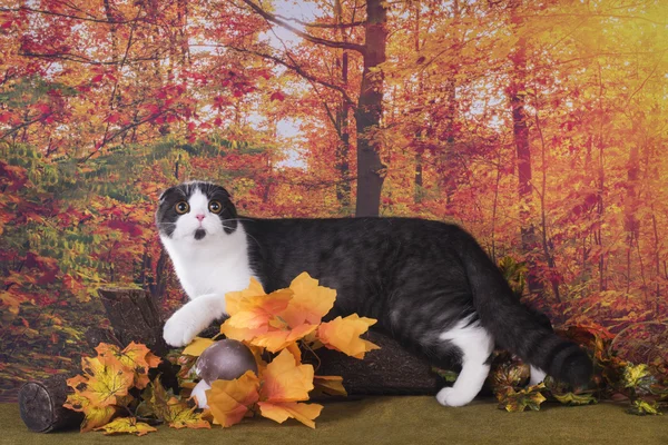 Kedi üzerinde sonbahar çayır yürür — Stok fotoğraf