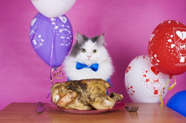 kedi renkli balonlar bir arka plan üzerinde ızgara tavuk yiyor