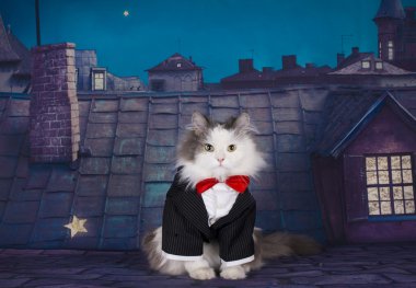 Benim kedi ile sevgili çatıda bekliyor