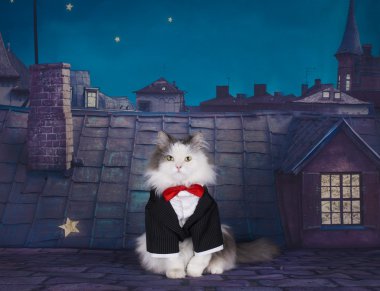Benim kedi ile sevgili çatıda bekliyor