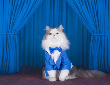 kedi bir koyu mavi ceket ve kravat sahnede