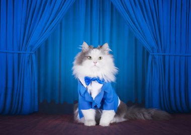 kedi bir koyu mavi ceket ve kravat sahnede