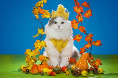 kedi onun hasat ile çiftçi giysili