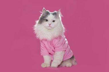 pembe bir arka plan üzerinde pembe elbiseli küçük kedicik