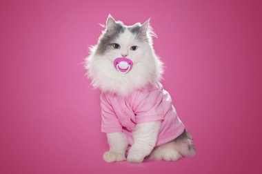 pembe bir arka plan üzerinde pembe elbiseli küçük kedicik