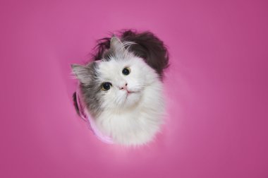 pembe bir arka plan üzerinde pembe elbiseli küçük kedicik