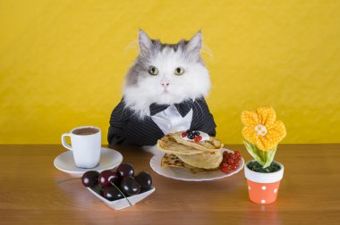 cat in a jacket pancake breakfast and coffee clipart