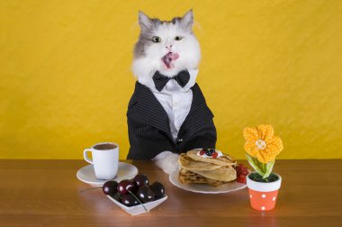 cat in a jacket pancake breakfast and coffee clipart