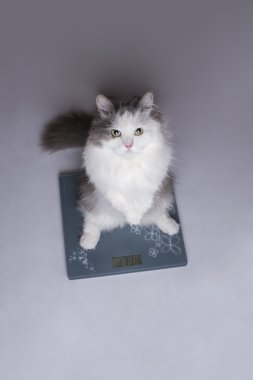 şişman kedi ölçekler üzerinde