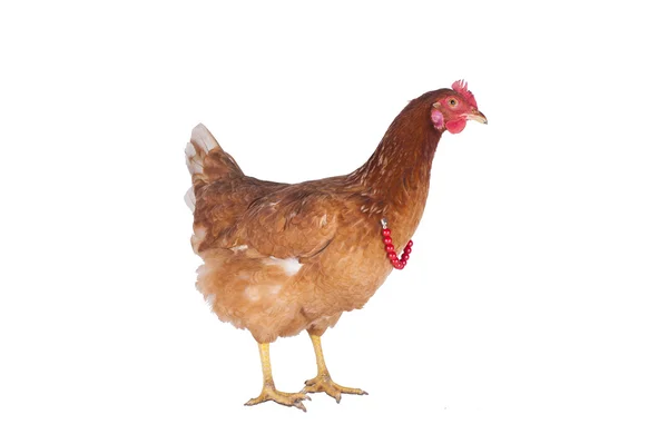 母鸡和公鸡为假期选择一条领带 — 图库照片