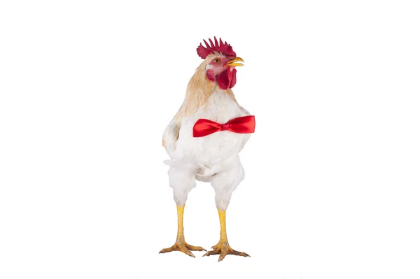 Gallina y gallo elegir una corbata para las vacaciones —  Fotos de Stock