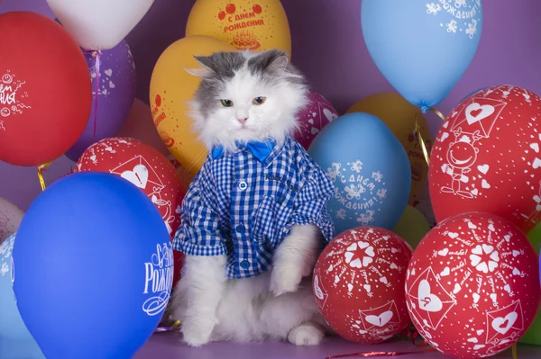 Gato em uma camisa azul em um fundo de balões coloridos — Fotografia de Stock