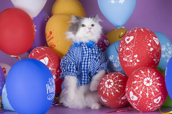 Cat in a blue shirt on a background of colorful balloons — Stock Photo, Image