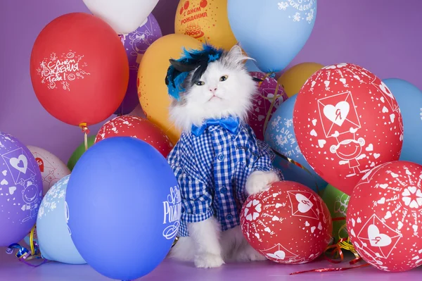 Kat in een blauw shirt op een achtergrond van kleurrijke ballonnen — Stockfoto