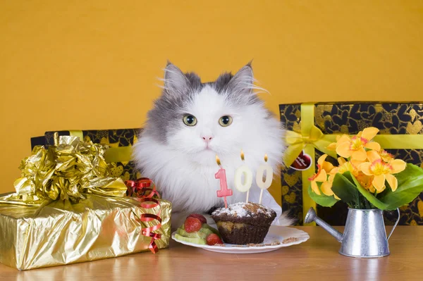 Gato comer um muffin em um fundo amarelo — Fotografia de Stock