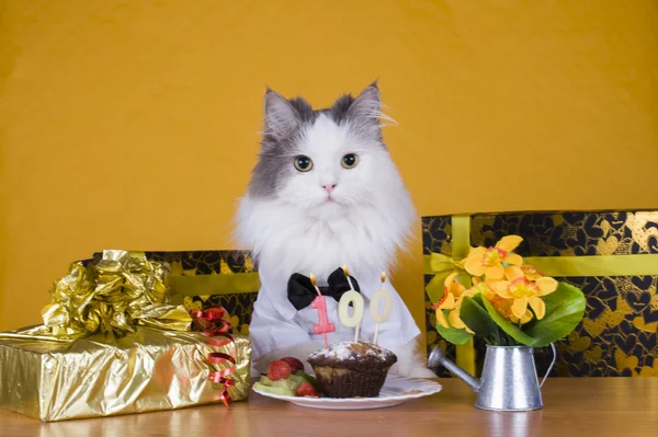 Kat eten een muffin op een gele achtergrond — Stockfoto