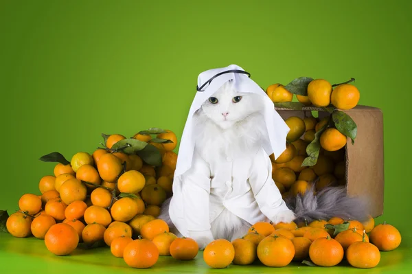 Kedi kostüm Şeyh mandalina satıyor — Stok fotoğraf