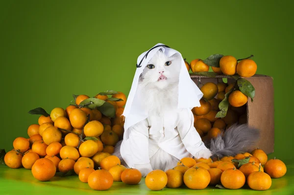 Γάτα στο κοστούμι Sheikh πωλεί μανταρίνια — Φωτογραφία Αρχείου