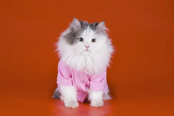 Γάτα σε ένα ροζ σακάκι σε πορτοκαλί φόντο — Φωτογραφία Αρχείου