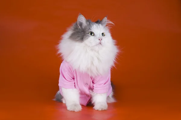 Gato em uma jaqueta rosa no fundo laranja — Fotografia de Stock