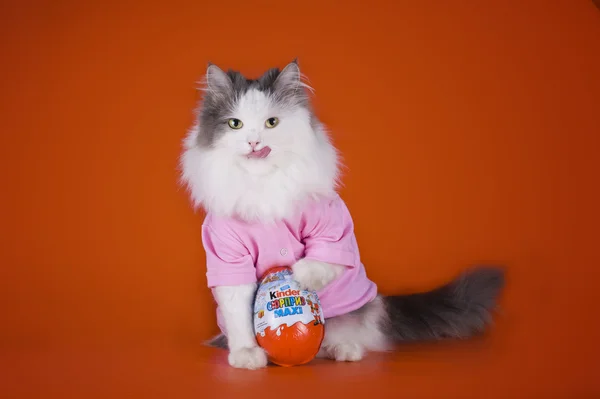 Kočka s kinder překvapení na oranžovém pozadí — Stock fotografie