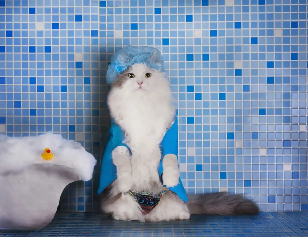 Gato en el sombrero para el pelo en la ducha — Foto de Stock