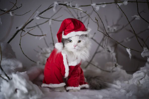 Кот, одетый как Санта Клаус в зимнем лесу — стоковое фото
