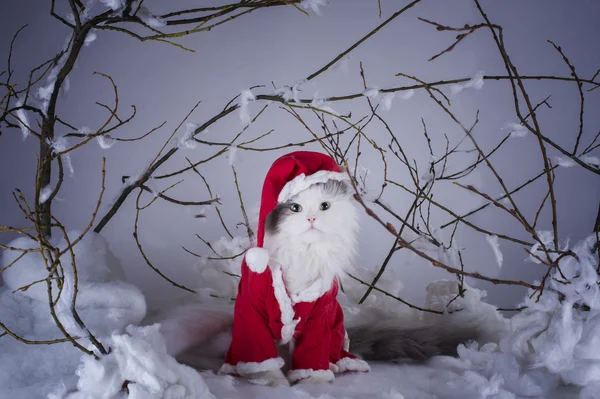 Кот, одетый как Санта Клаус в зимнем лесу — стоковое фото