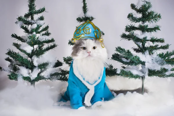 Cat dressed as Snow Maiden in the fir forest — Stock Photo, Image