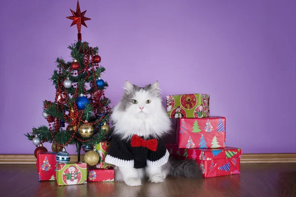 Gatto in un maglione lavorato a maglia con regali all'albero di Natale — Foto Stock