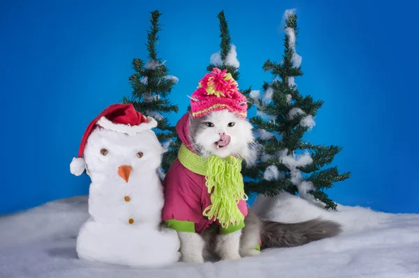 Котенок превращает снеговика в лесу — стоковое фото