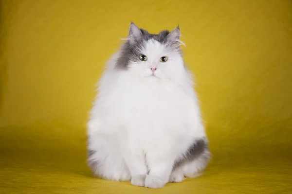 Chat dans une robe et une couronne de tsetov sur un fond jaune — Photo