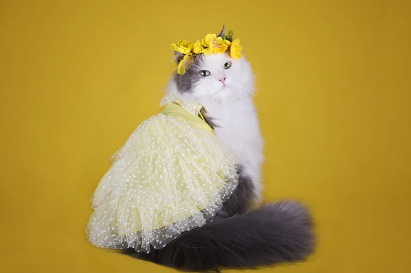 고양이 드레스에 노란색 바탕에 tsetov의 화 환 — 스톡 사진